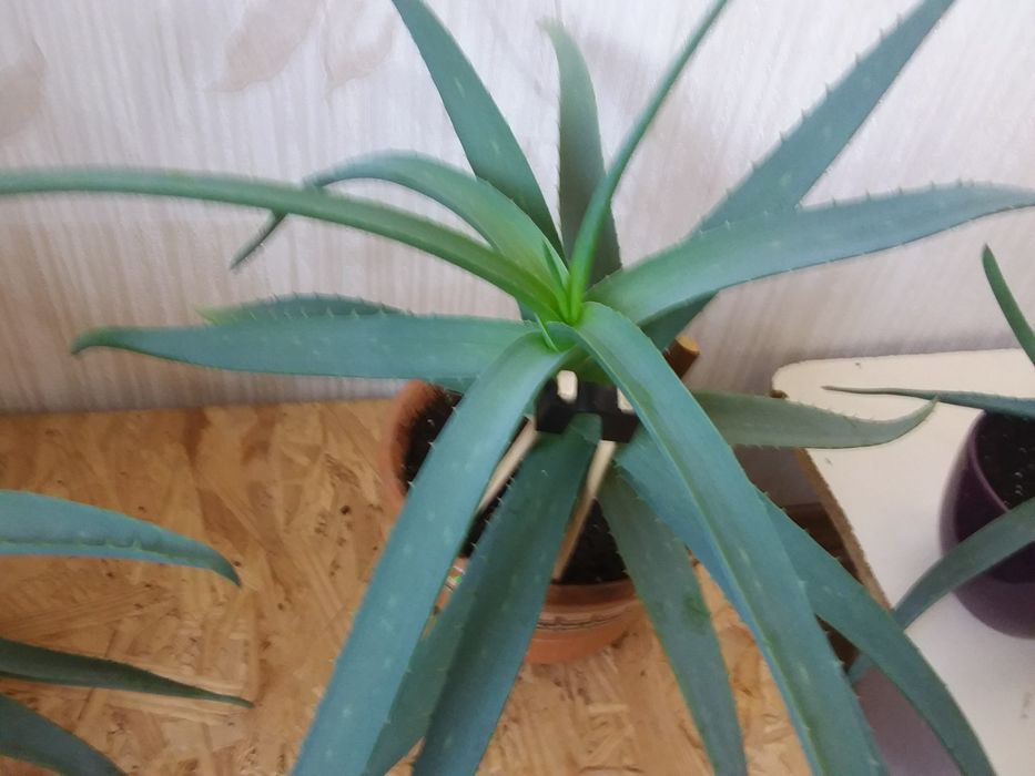 Алое  - вера, в ассортименте