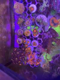 Corais aquario de agua salgada