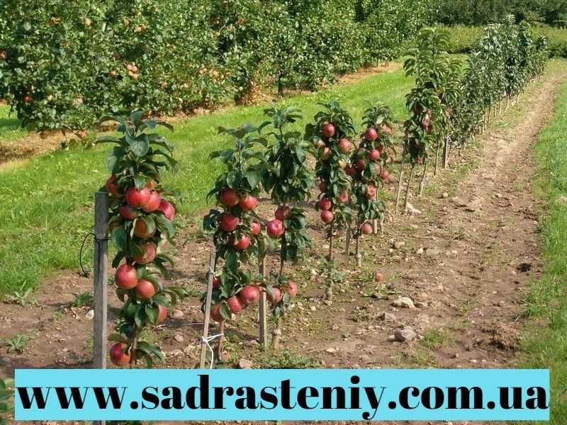 Питомник реализует саженцы различных сортов деревьев, роз, кустарников