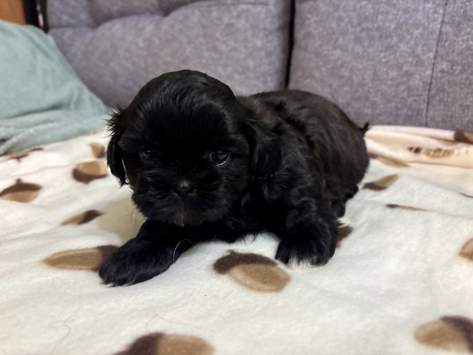 Shih Tzu czarna, malutka suczka, gen blue REZERWACJA