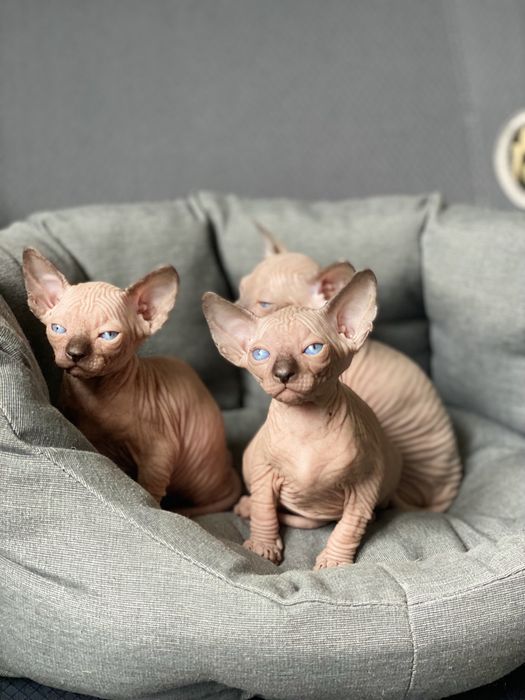 Мальчики супер канадики