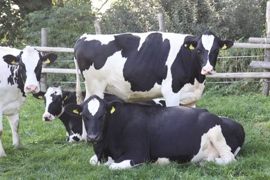 Krowy pierwiastki i jałowice wysoko cielne