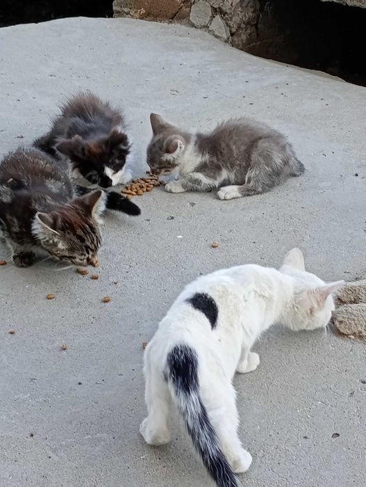 БЕЗКОШТОВНО!!! Кошенятка в добрі руки!!!