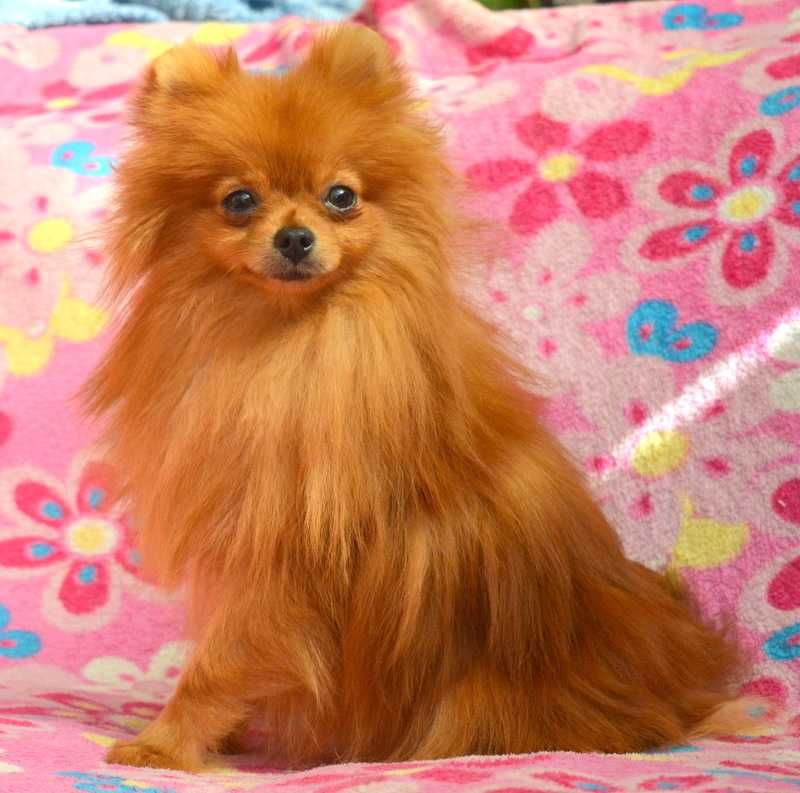 Szpic Miniaturowy Pomeranian mini suczka Emilka ZKwP FCI rodowód