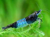 Krewetki Neocaridina Carbon Blue Rili GRATIS 10+1  / WYSYŁKA