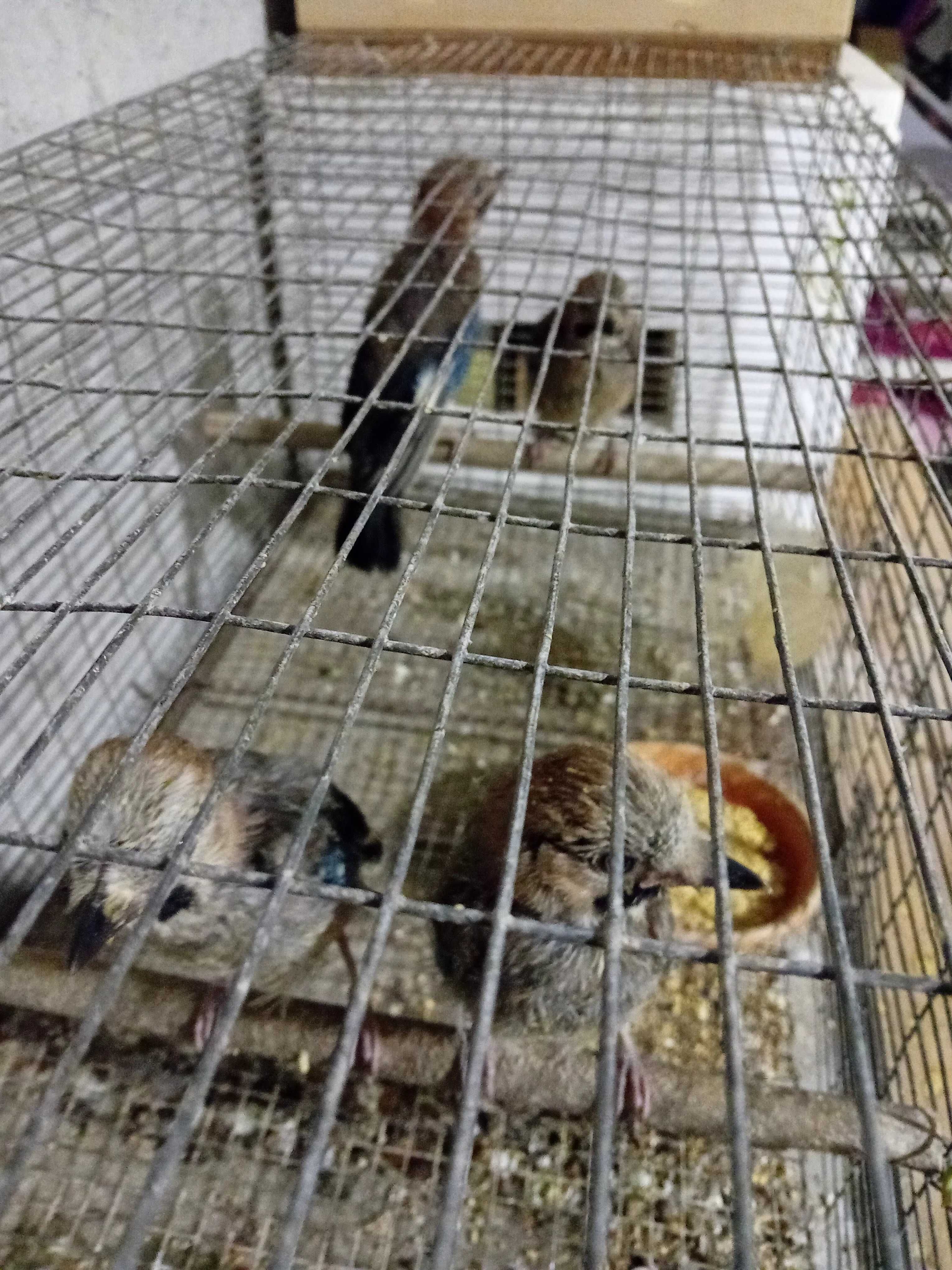 Aves para ceder ou trocar por outras aves