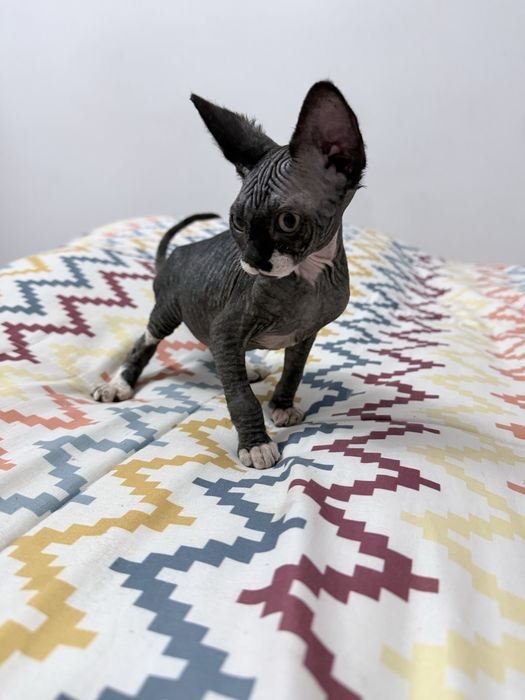 Sphynx macho pronto para entrega