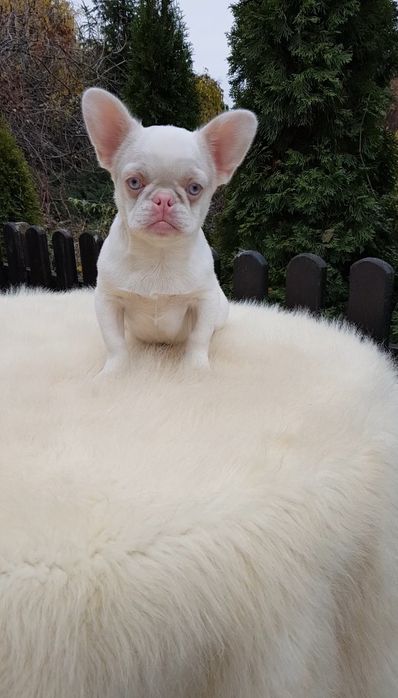 Французький бульдог пінк