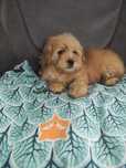 Maltipoo Warszawa maltańczyk pudel