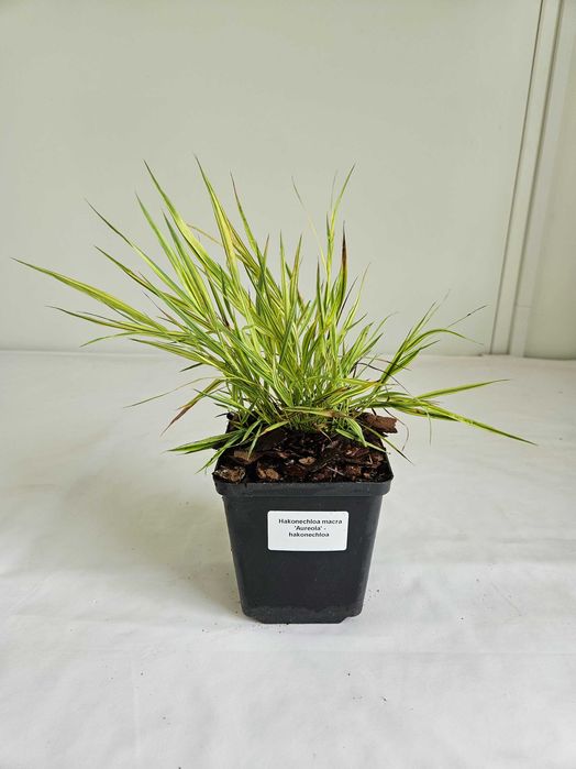 Hakonechloa Aureola 30cm – egzotyczna ozdobna trawa do ogrodu c2