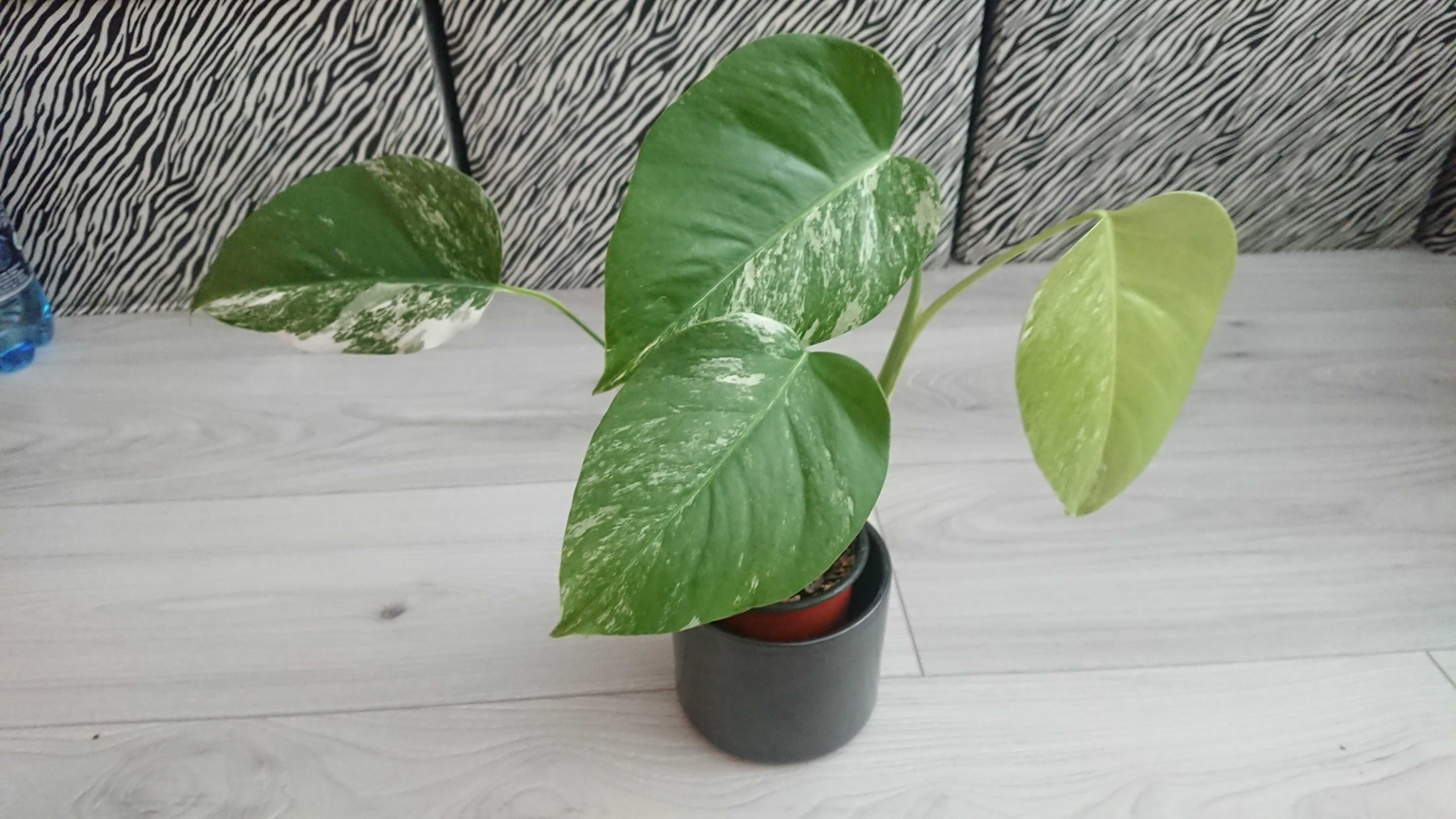 kolekcjonerska roślina monstera variegata sadzonka