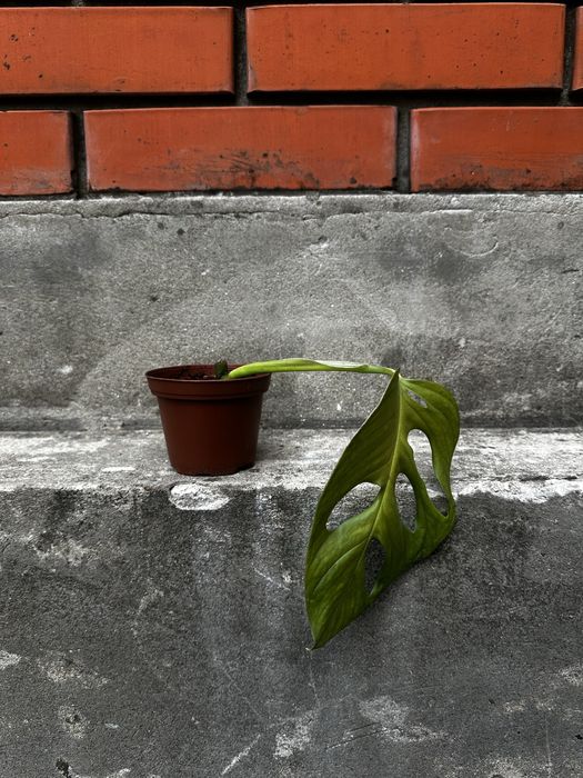 Монстера Манки черенок