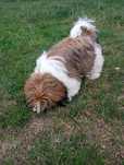 Piesek Shih tzu tricolor