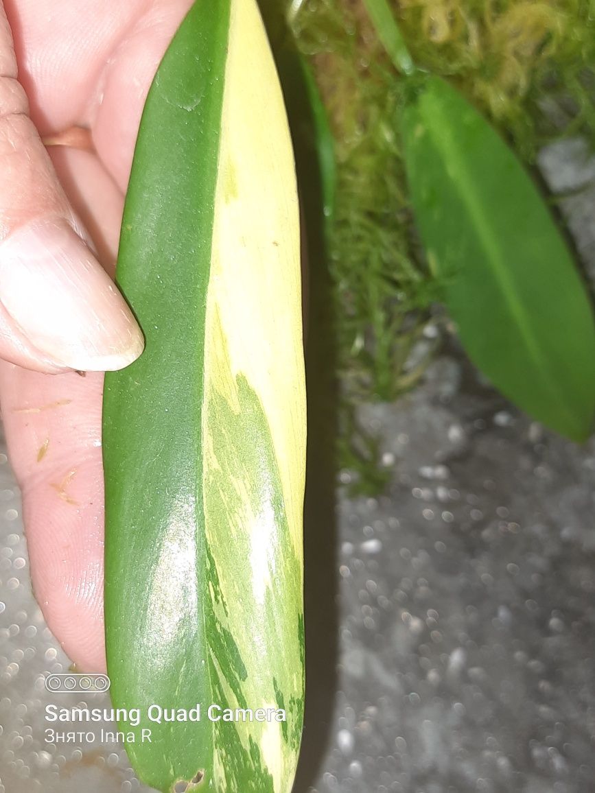 Philodendron Wend imbe var
