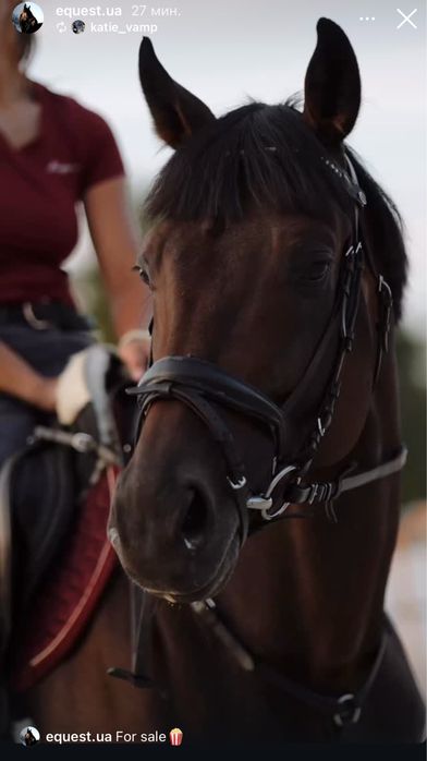 Продаж !!! Молодий жеребець