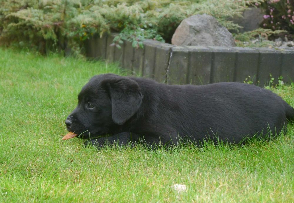 Labrador retriever - czarny chłopiec z rodowodem ZKwP / FCI
