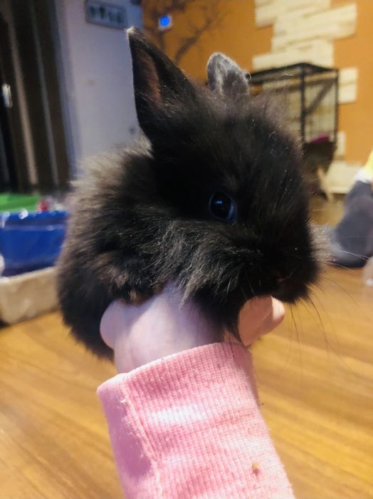 Królik króliczek miniaturka lwia