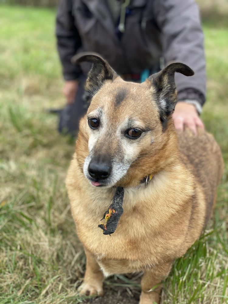 Gapcio - uroczy kundelek do adopcji