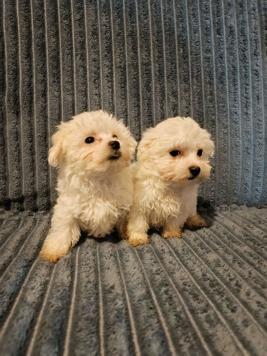 Słodkie maltańczyki