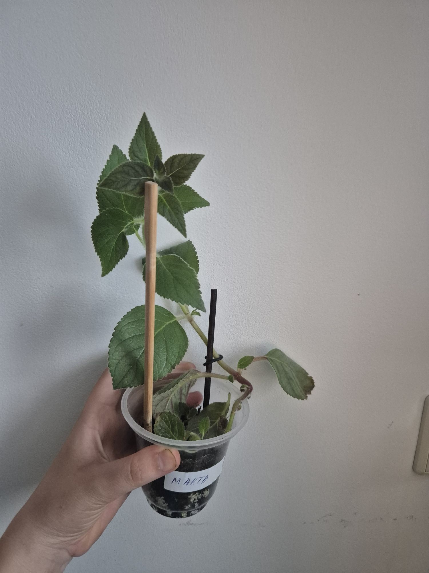 Kohleria NI'S Marta