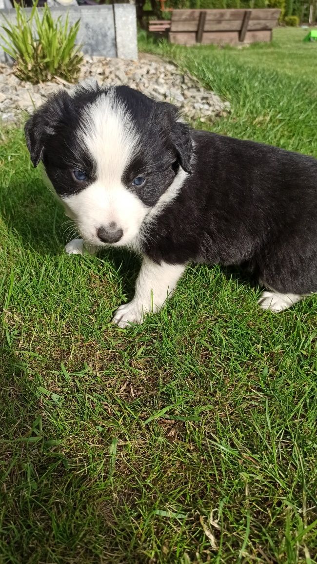 Border Collie Szeczniak