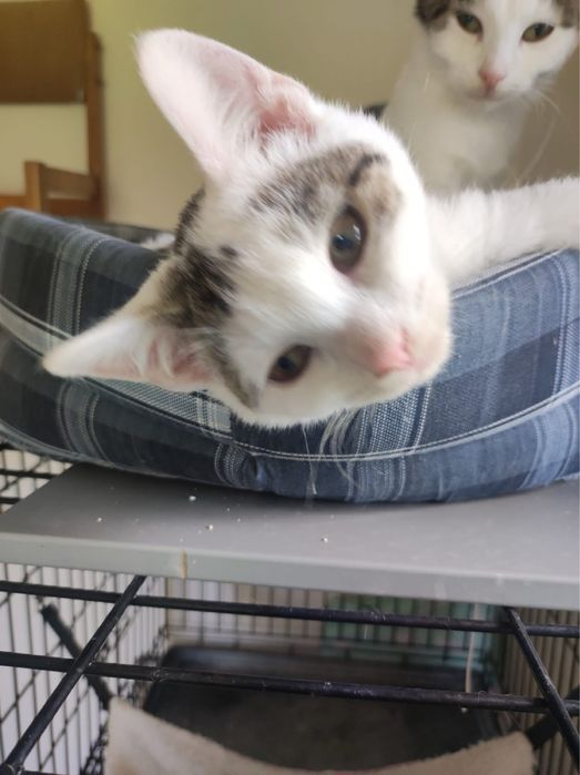 Lena i Lutek kot koty kociaki do adopcji oddam