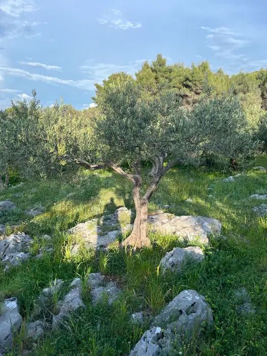 Drzewa oliwne,oliwka, 25l, z plantacji holenderskiej,do -15C,170-200cm