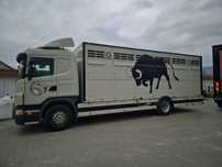 Scania G380 do bydla