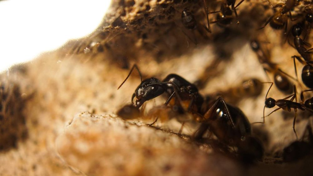 Mrówki Kolonia mrówek Camponotus fellah