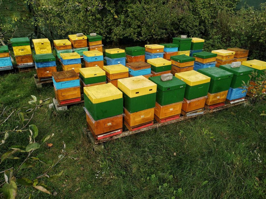 POLSKIE MIODY - Miód z Własnej Pasieki / DARMOWY DOWÓZ | Bez chemii !