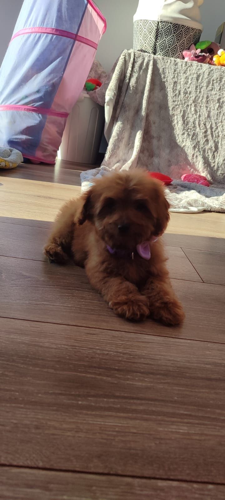 Cavapoo f1b szczeniak suczka