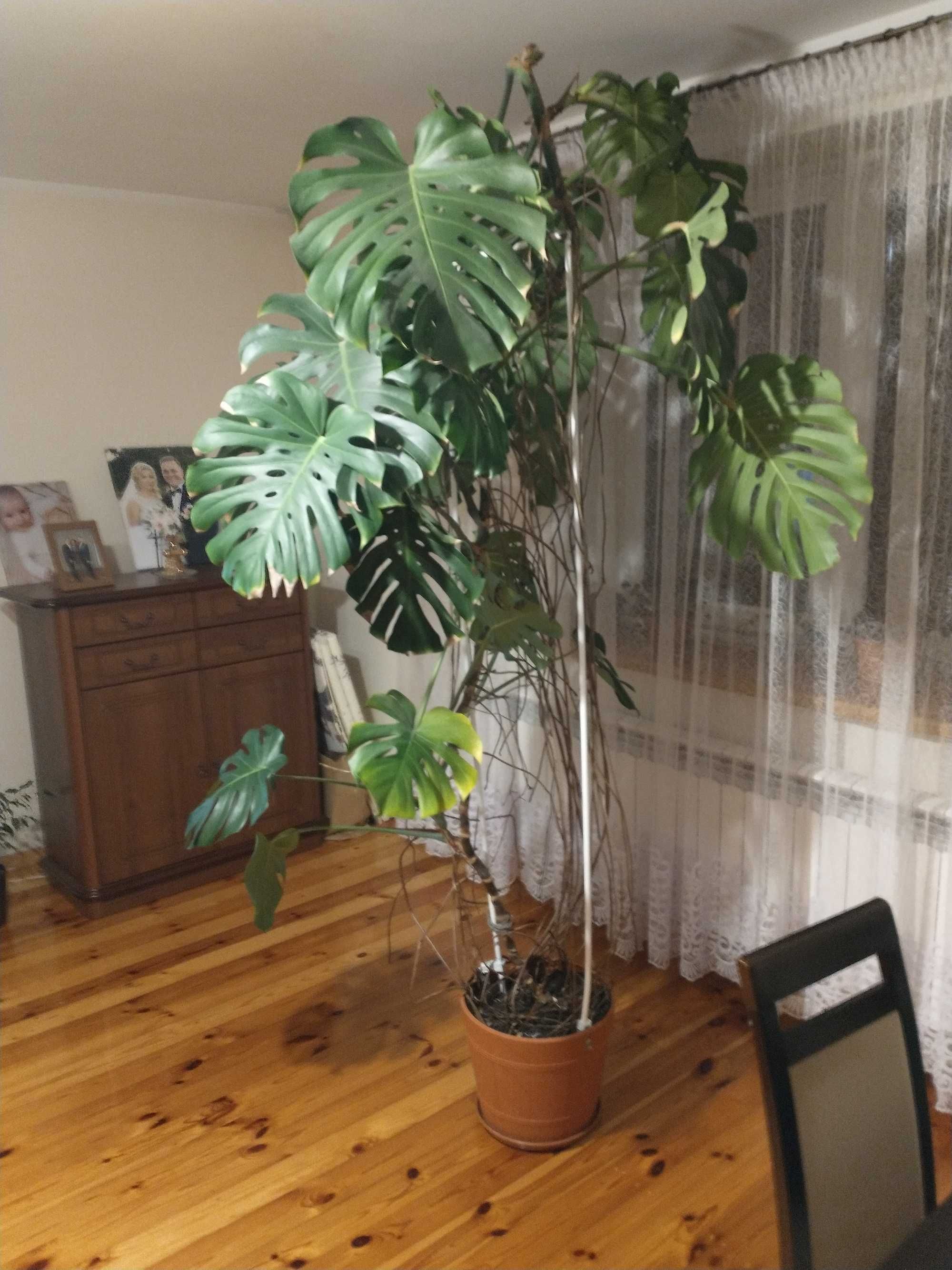 Monstera dziurawa