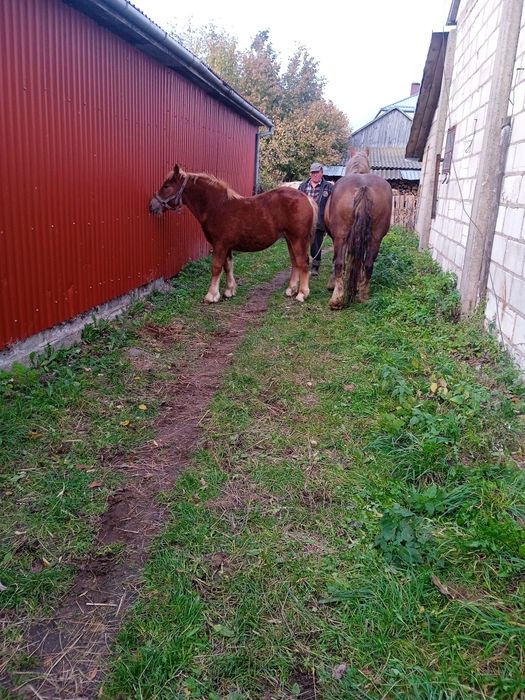 Źrebica zimnokrwista połroczna