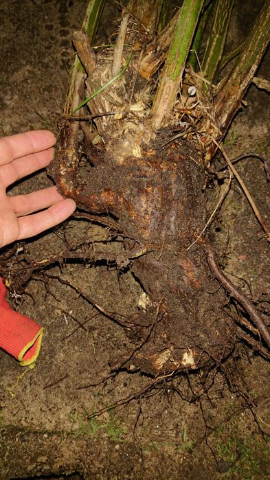 Dzika róża ogromna 5 m sprzedam