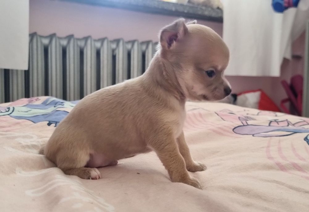 Chihuahua xs fawn  samiec rezerwacja do niedzieli