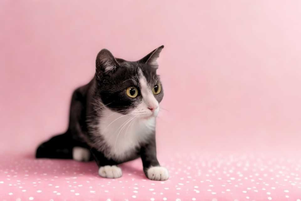 Kotka Nr 463/25 SONIA Schronisko Chorzów PsiKot