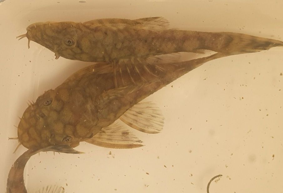 Ancistrus L393 Madre de Dios Wysyłka