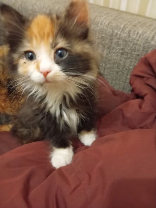 Котята в хорошие руки