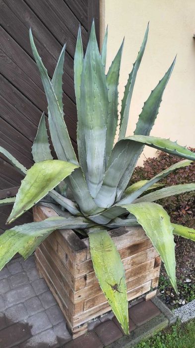 Agawa wieloletnia 110 cm