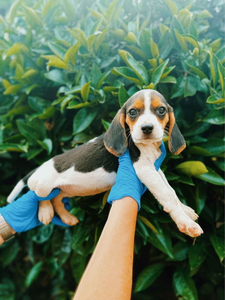 Beagle femea tricolor