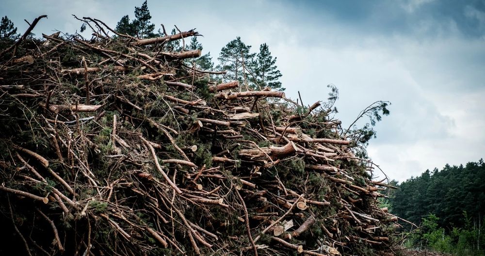 Oddam gałęzie pod rębak