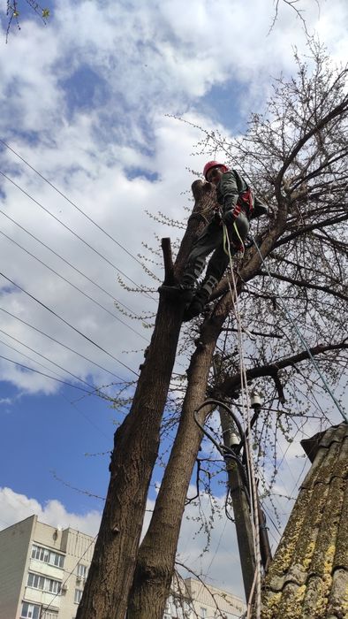 Спиляти, Зрізати ДЕРЕВО. Спилить, Обрезать ДЕРЕВО. Расчистка участка
