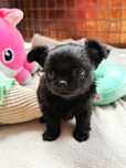 Cudna sunia dlugowlosa chihuahua FCI