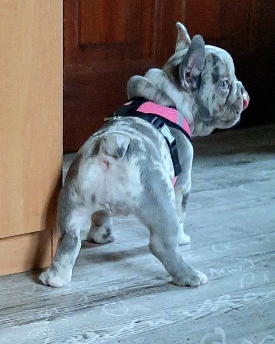 Buldog trancuski dziewczynka