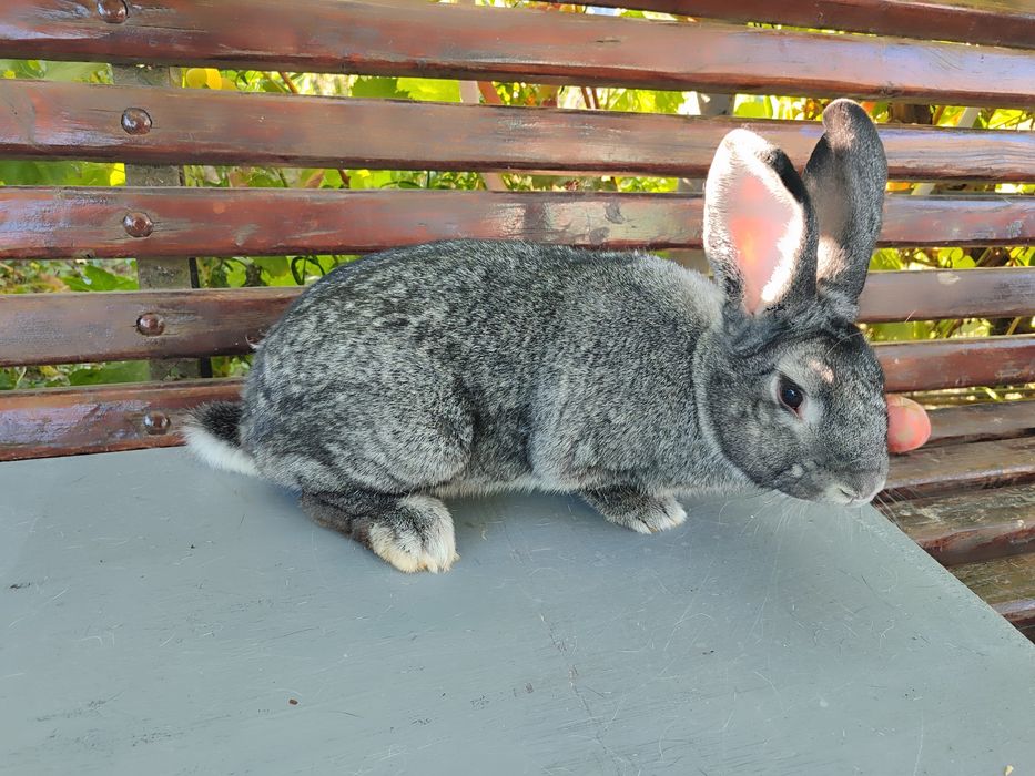 Кролики Гросс шиншила
