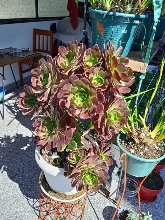 catos variados tamanhos