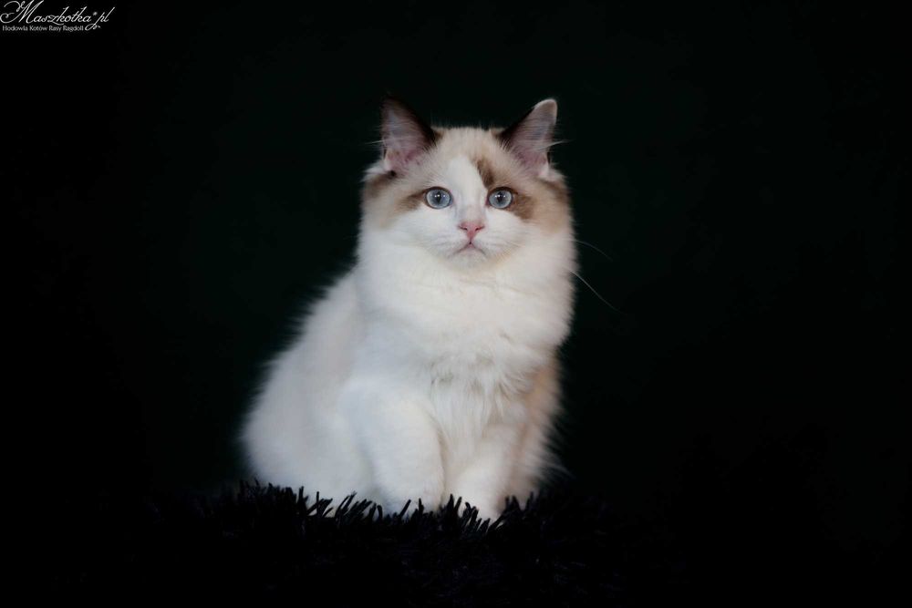 Ragdoll, śliczna koteczka seal bicolor z rodowodem FPL/FIFE