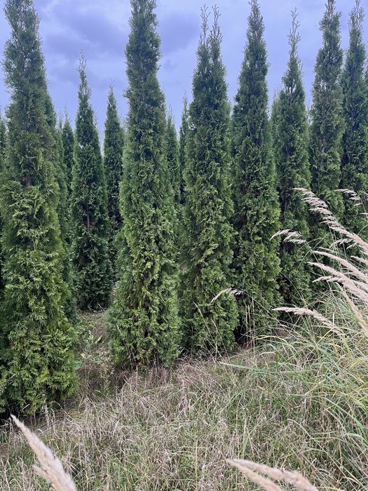 Tuja Szmaragd 2m oddam za darmo