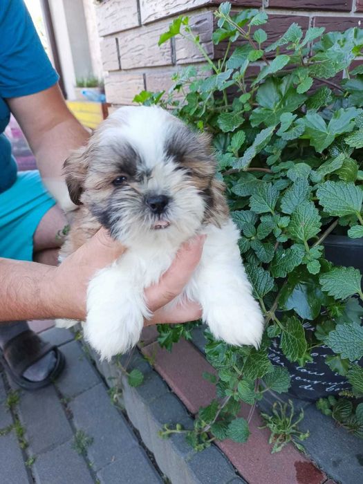 Shihtzu szczeniak