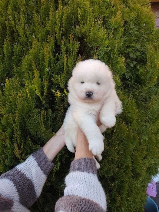 Piękny Piesek Samojed